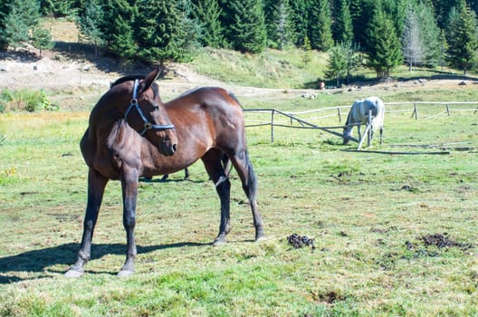 farm horses on a green field