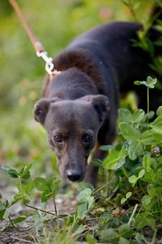 The black doggie. Small black doggie. Not purebred dog. Doggie on walk. The not purebred mongrel.