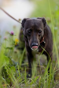 Portrait of a black doggie. Small black doggie. Not purebred dog. Doggie on walk. The not purebred mongrel.
