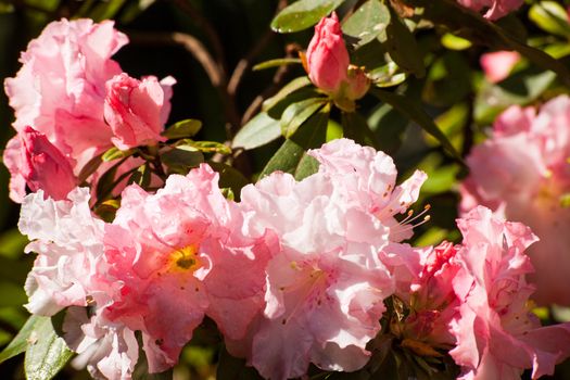 Pink Azalea (Rhododendron Sp.)