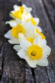 Spring Yellow Daffodils In a Row closeup on Natural Grunge Weathered Wood background
