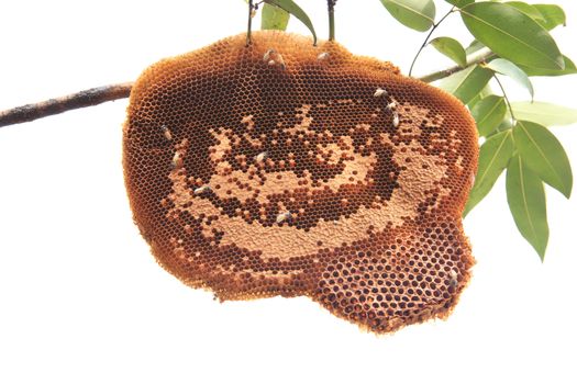 beehive on tree branch isolated white background for multipurpose