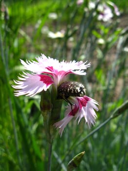 The image of flower of pink carnation and small beetle