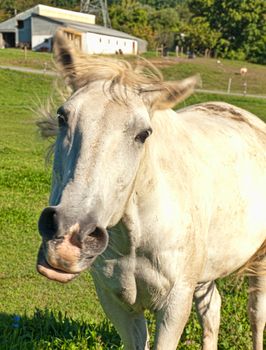 farm horse shaking his head and snorting