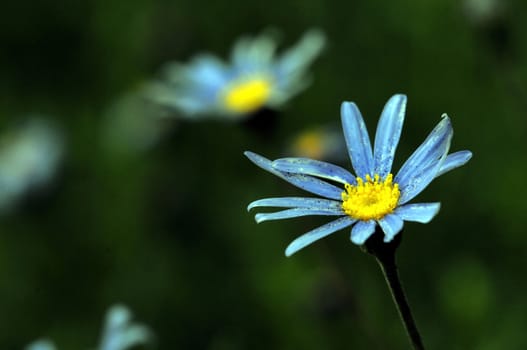 Some Very Colored Flowers on a Green Garden