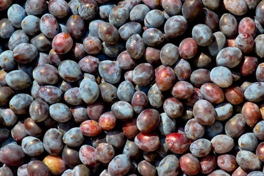 Stock of blue plum fruits
