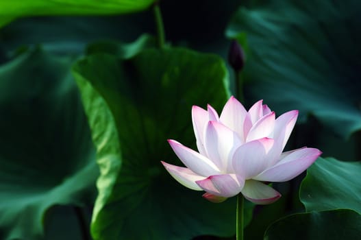 Lotus flower and plant in a pond