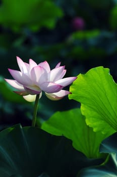 Lotus flower and plant in a pond