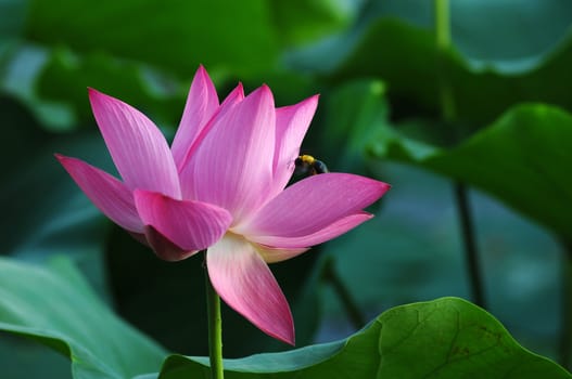 Lotus flower and plant in a pond