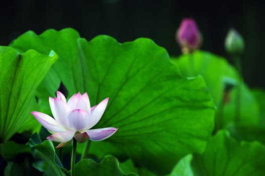 Lotus flower and plant in a pond