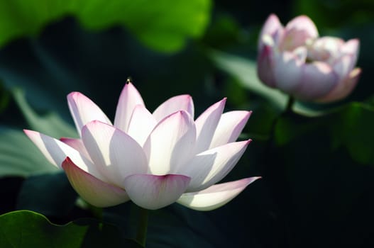 Lotus flower and plant in a pond