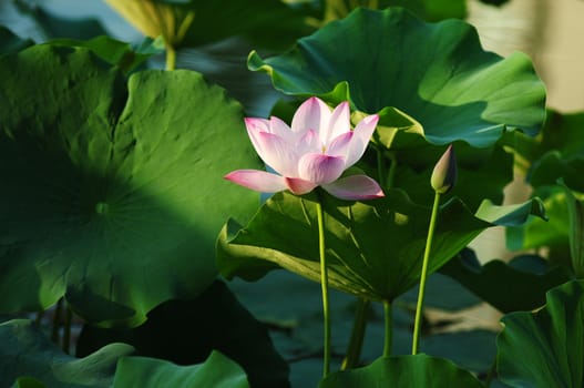 Lotus flower and plant in a pond