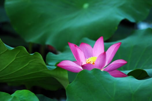 Lotus flower and plant in a pond