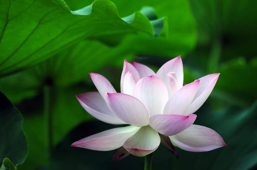 Lotus flower and plant in a pond