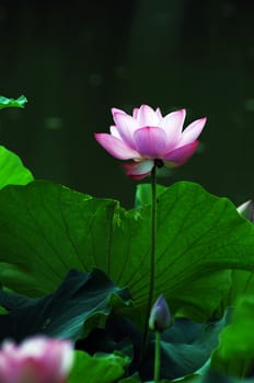 Lotus flower and plant in a pond