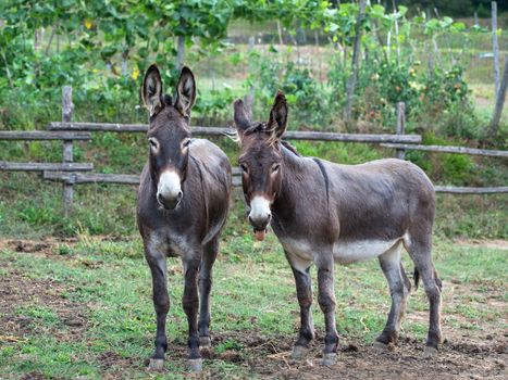 pair of donkeys observe the photographer