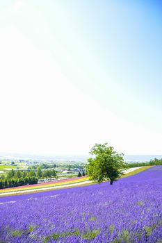 Lavender flower in the farm2