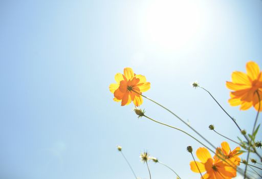 Yellow Cosmos flower with sunshine4