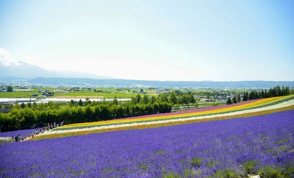 Lavender and colorful flower in the field8