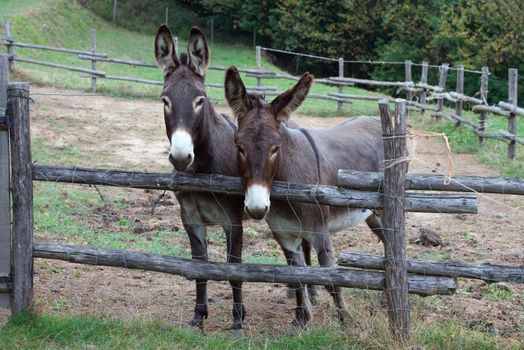 pair of donkeys observe the photographer