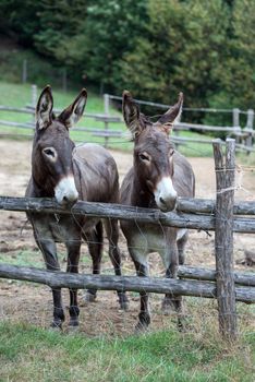 pair of donkeys observe the photographer