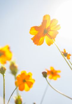 Yellow Cosmos flower with sunshine2