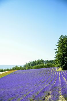 Lavender flower in the row1