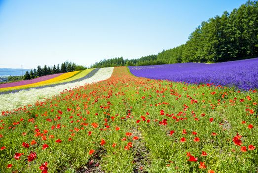 Colorful flower in the row with blue sky10