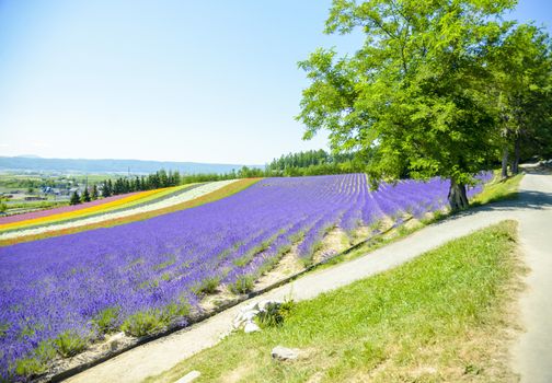 Lavender and colorful flower in the field2