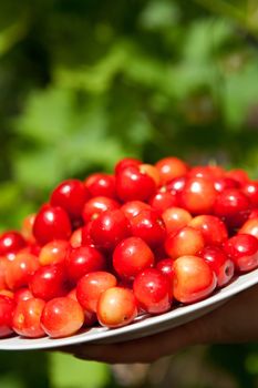 many ripe cherries in the plate