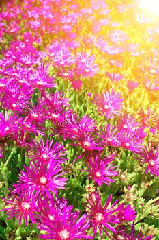 Spring flowers of lilac color