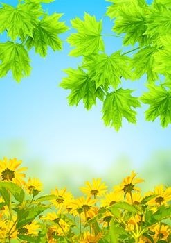 Leaves of a maple and blue sky