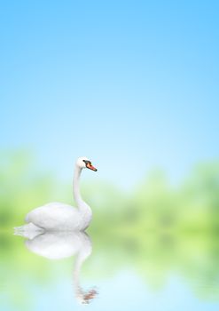 Mute swan on blue water