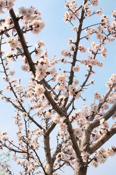 Blue sky and flower of apricot