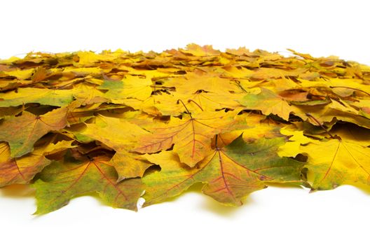 Background group autumn orange leaves