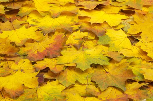 Background group autumn orange leaves