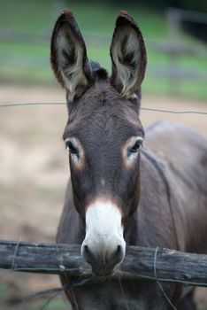 pair of donkeys observe the photographer