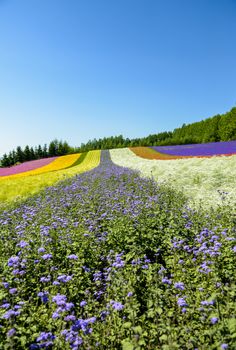 Colorful flower in the row with blue sky7