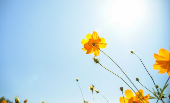Yellow Cosmos flower with sunshine6