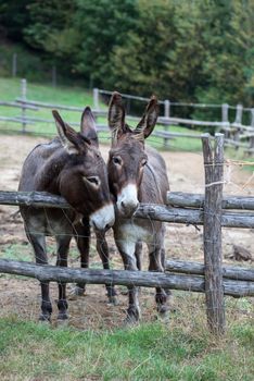 pair of donkeys observe the photographer