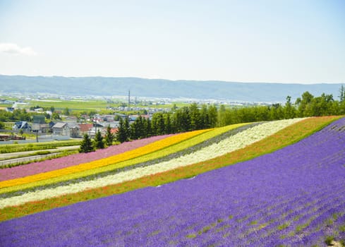 Colorful flower in the row1