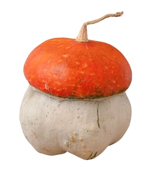 ecorative pumpkin (Cucurbita pepo) on the white background