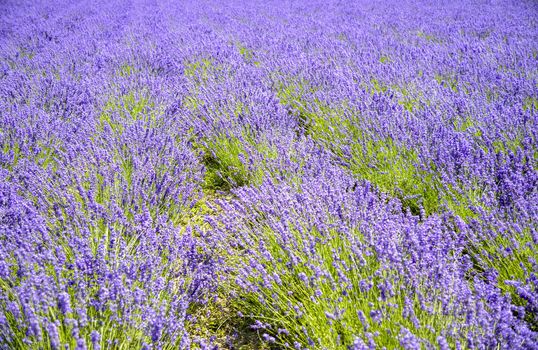 Plenty of lavender flower
