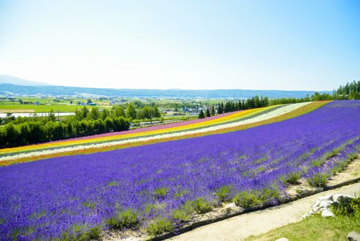 Lavender and colorful flower in the field6