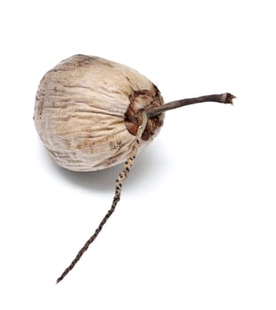 Dry coconut isolated on white background