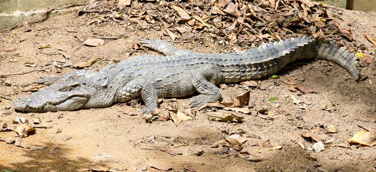 Close up of an Alligator