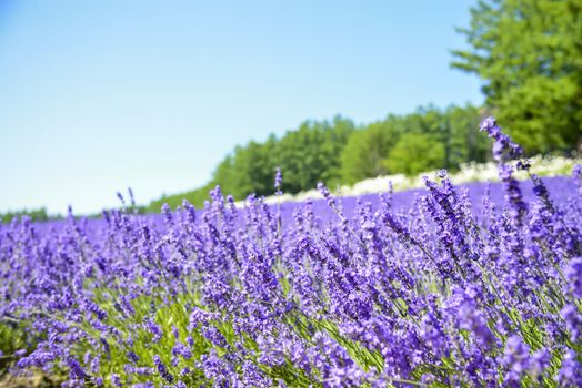 Lavender field with blue sky1