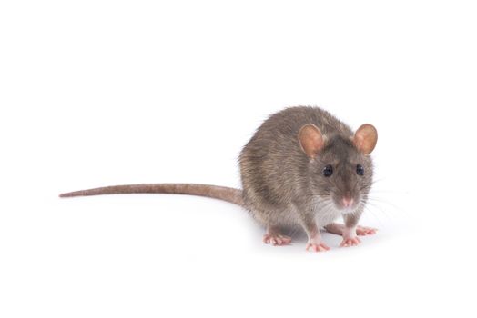 rat isolated on white background