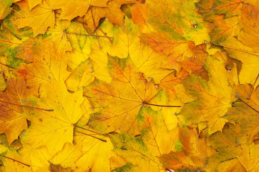 Background group autumn orange leaves