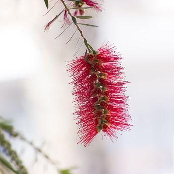 Red bottle-brush tree (Callistemon) flower